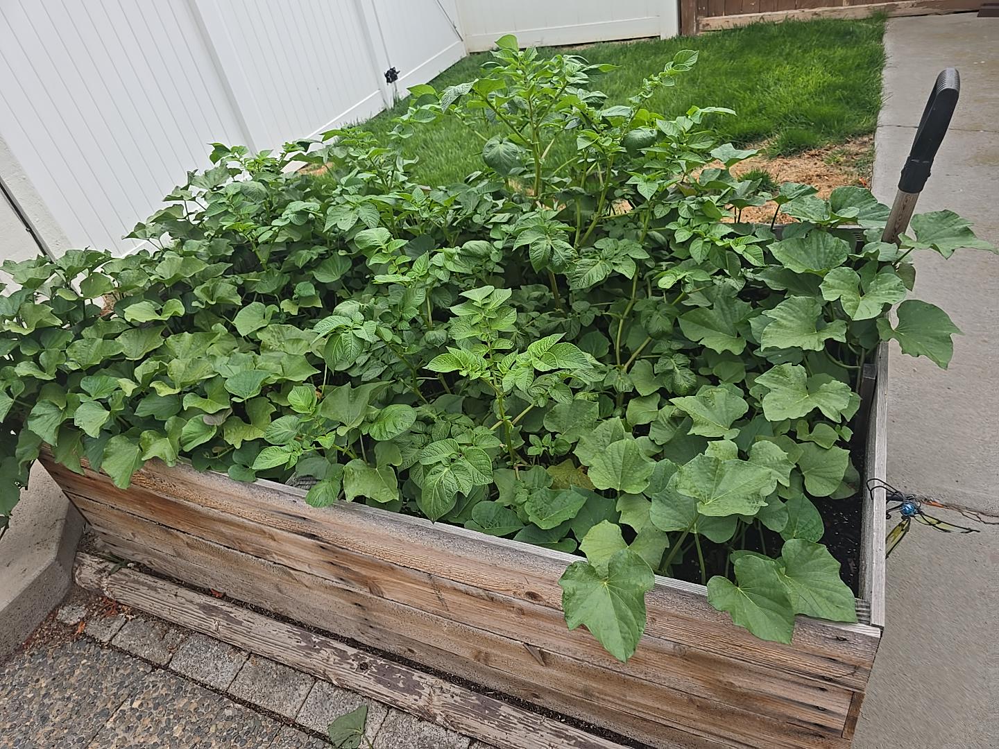 Evee B's raised garden bed filled with thriving potato plants in Yakima